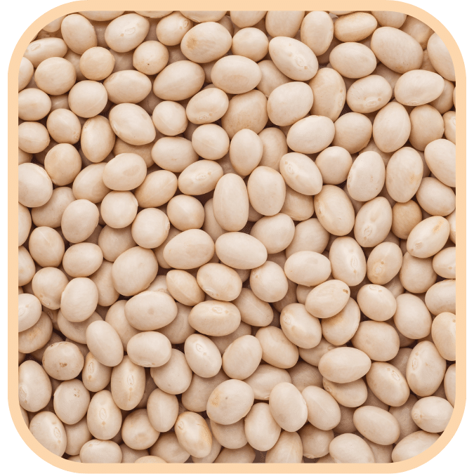 (image for) Haricot Beans