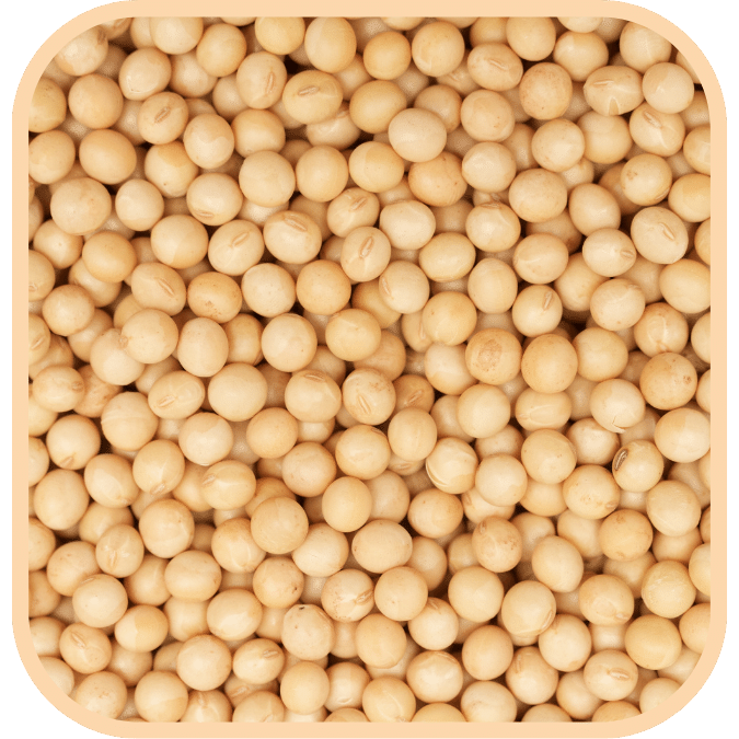 (image for) Soya Beans