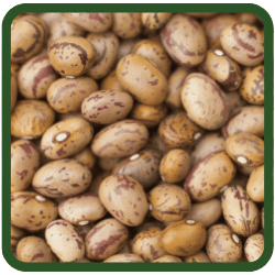 (image for) Borlotti Beans