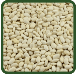 (image for) Great Northern Beans