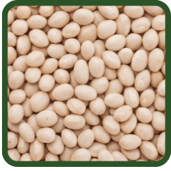(image for) Navy Beans
