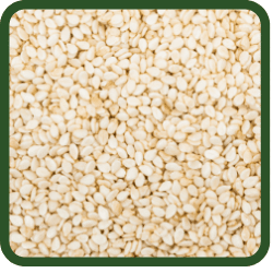 (image for) Sesame Seed