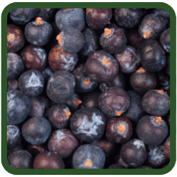 (image for) Juniper Berries