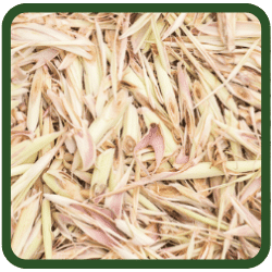 (image for) Lemongrass Dried