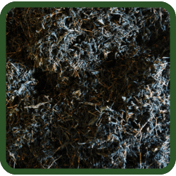 (image for) Ceylon Tea