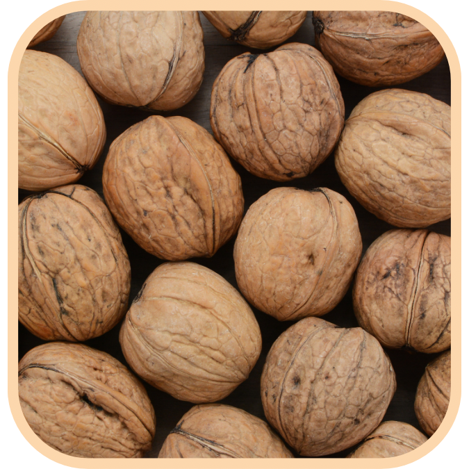 (image for) Walnuts - In Shell - Click Image to Close