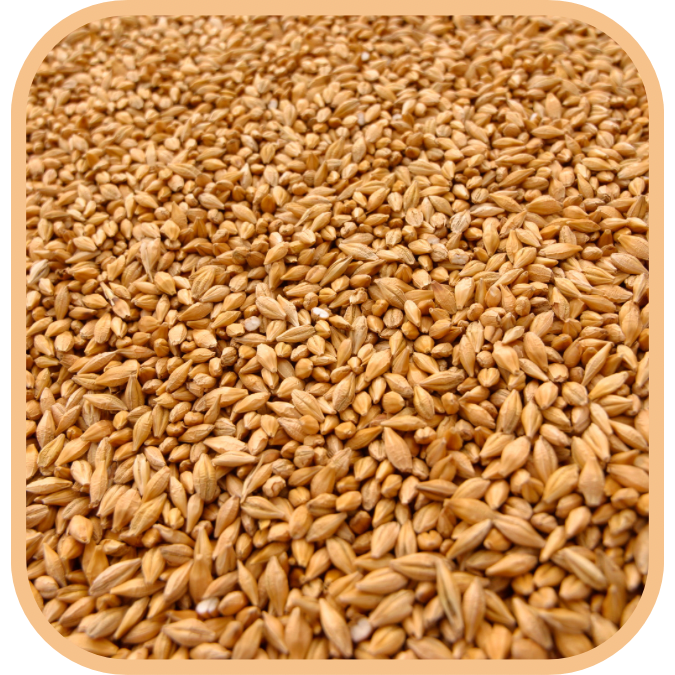 Wheat - Whole