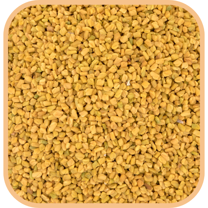 (image for) Fenugreek - Seeds