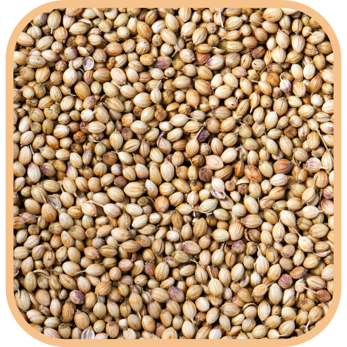 (image for) Coriander - Seeds