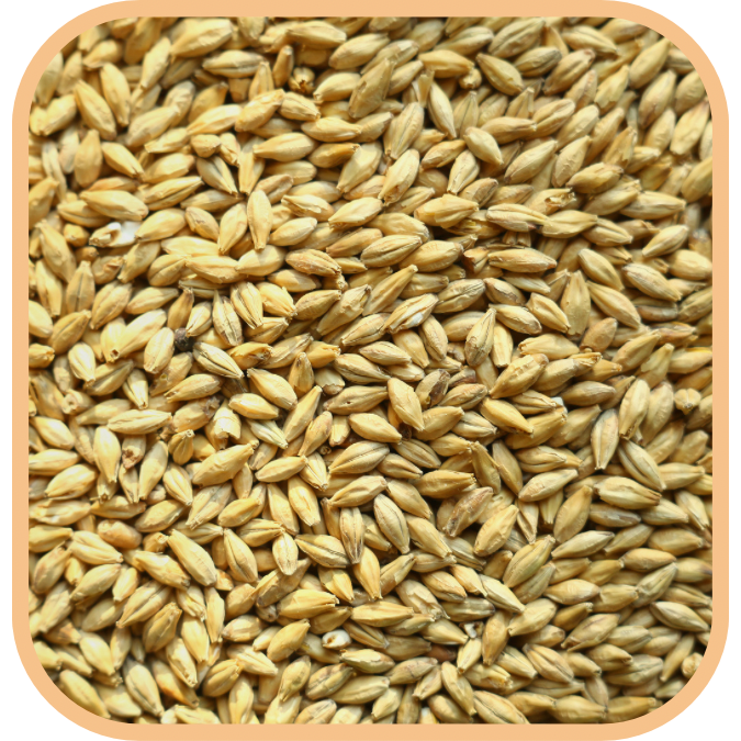 (image for) Barley - Pearl