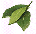 Bay Leaves - Dried